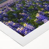 Botanical wall art featuring vibrant bluebonnet flowers in a rolled canvas design, perfect for home decor, showcasing intricate details and rich colors.