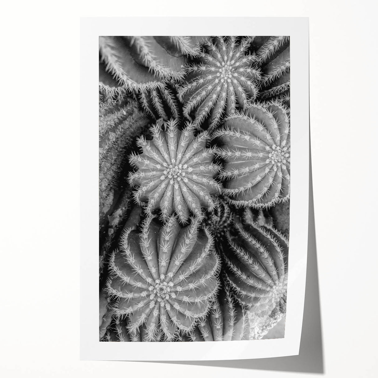 Botanical wall art print featuring a detailed cactus design in vibrant greens and earthy tones, rolled and ready for framing, perfect for home decor enthusiasts.