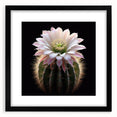 Framed botanical wall art featuring a vibrant cactus design with a black mat, perfect for home decor or office spaces. Ideal for nature lovers seeking unique wall aesthetics.