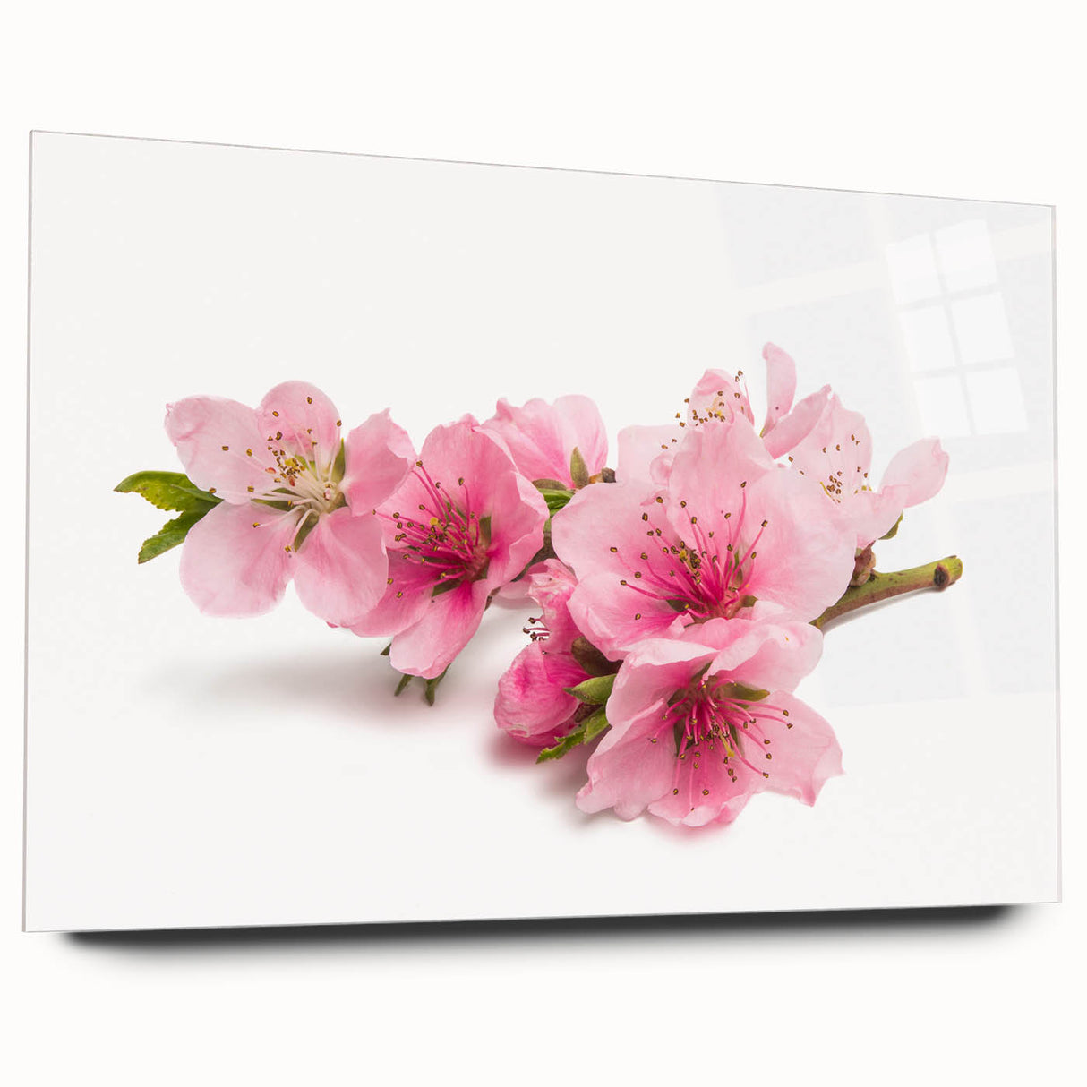 Acrylic wall art showcasing a vibrant cherry blossom design, elegantly framed in glass, viewed from the side, highlighting its sleek, modern aesthetic. Perfect for enhancing contemporary home decor.