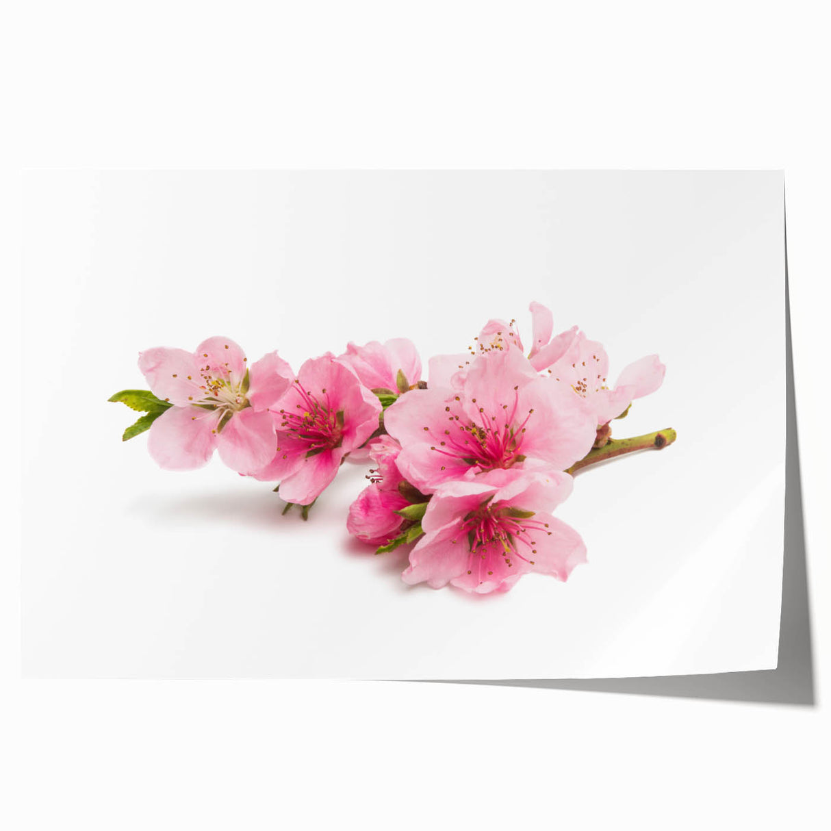 Botanical wall art print showcasing delicate cherry blossoms in soft pink hues against a white background, perfect for adding a touch of elegance to home decor.