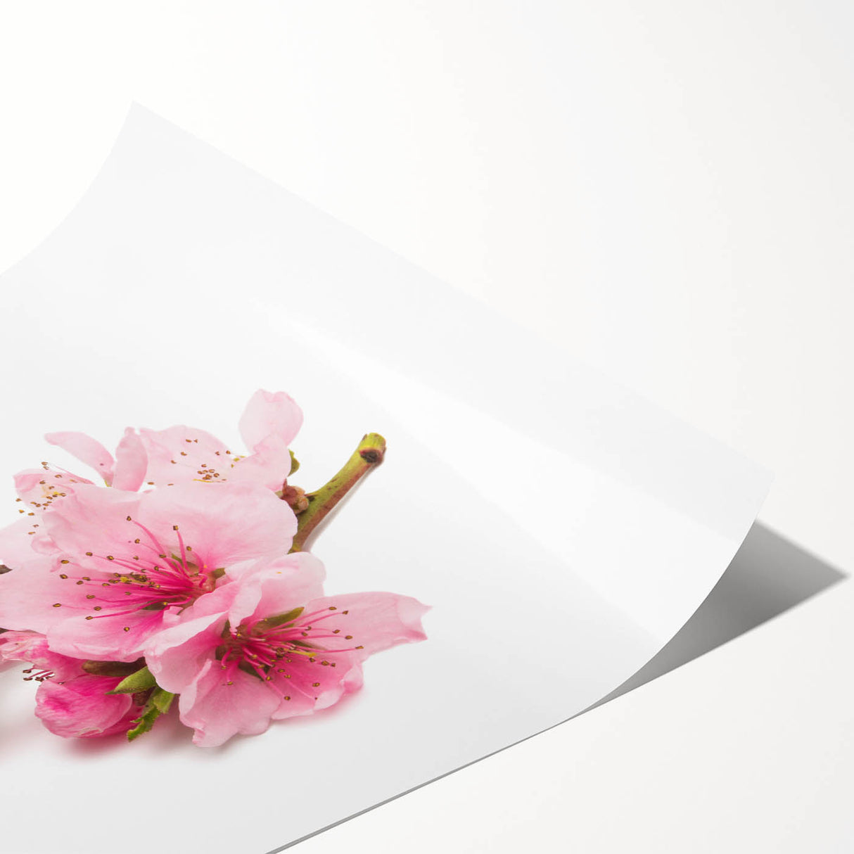 Cherry blossom botanical design wall art print showcasing delicate pink flowers on a soft white background, elegantly rolled for easy framing and display.