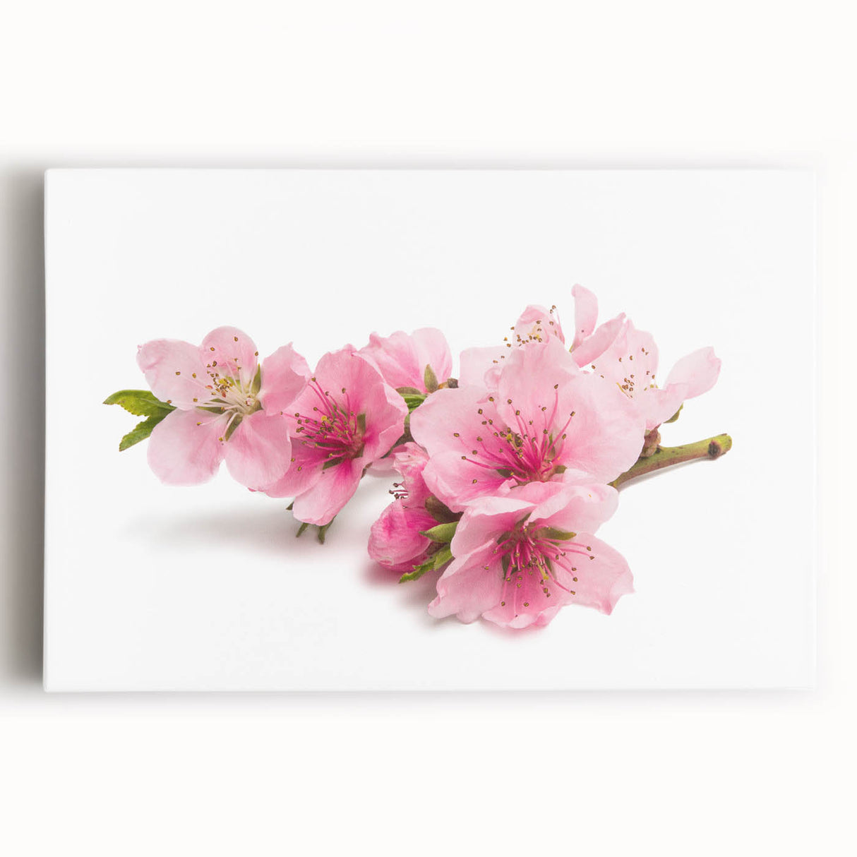 Stretched canvas wall art featuring a delicate cherry blossom botanical design in soft pink and white hues, perfect for adding a touch of nature-inspired elegance to any room.