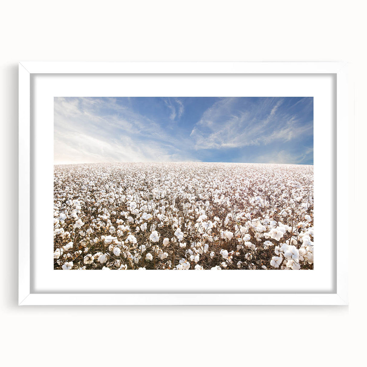 Botanical wall art collection featuring a vibrant floral cotton design in a sleek white frame with a mat, perfect for home decor and adding a touch of nature.