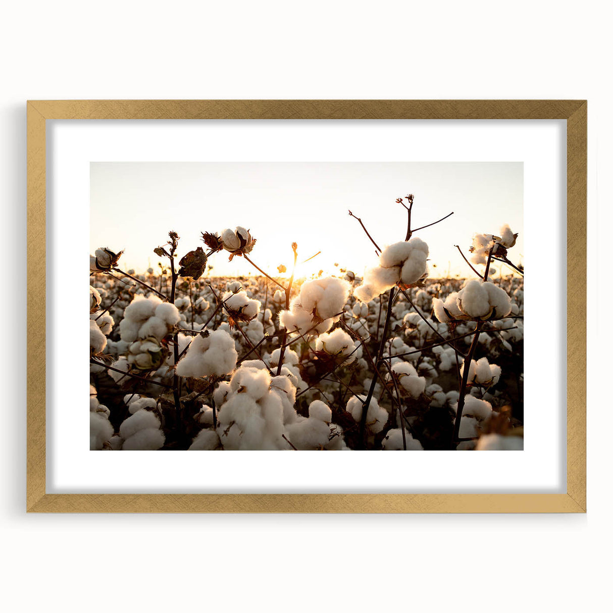 Botanical cotton wall art collection featuring vibrant floral designs in a gold-framed mat. Perfect for adding elegance to any living space or office decor.