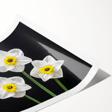 Daffodil botanical wall art print featuring vibrant yellow and green colors, beautifully rolled and ready for framing, perfect for home decor enthusiasts.