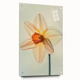 Acrylic glass wall art showcasing a vibrant daffodil botanical design, elegantly displayed from the side with decorative pins, perfect for home decor.