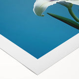 Bright and vibrant daffodil wall art design on rolled canvas, showcasing detailed botanical illustrations with rich colors, perfect for home decor and floral enthusiasts.