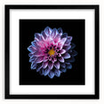 Black-framed botanical wall art showcasing a vibrant dahlia design, beautifully matted for a polished look, ideal for home decor enthusiasts and flower lovers.