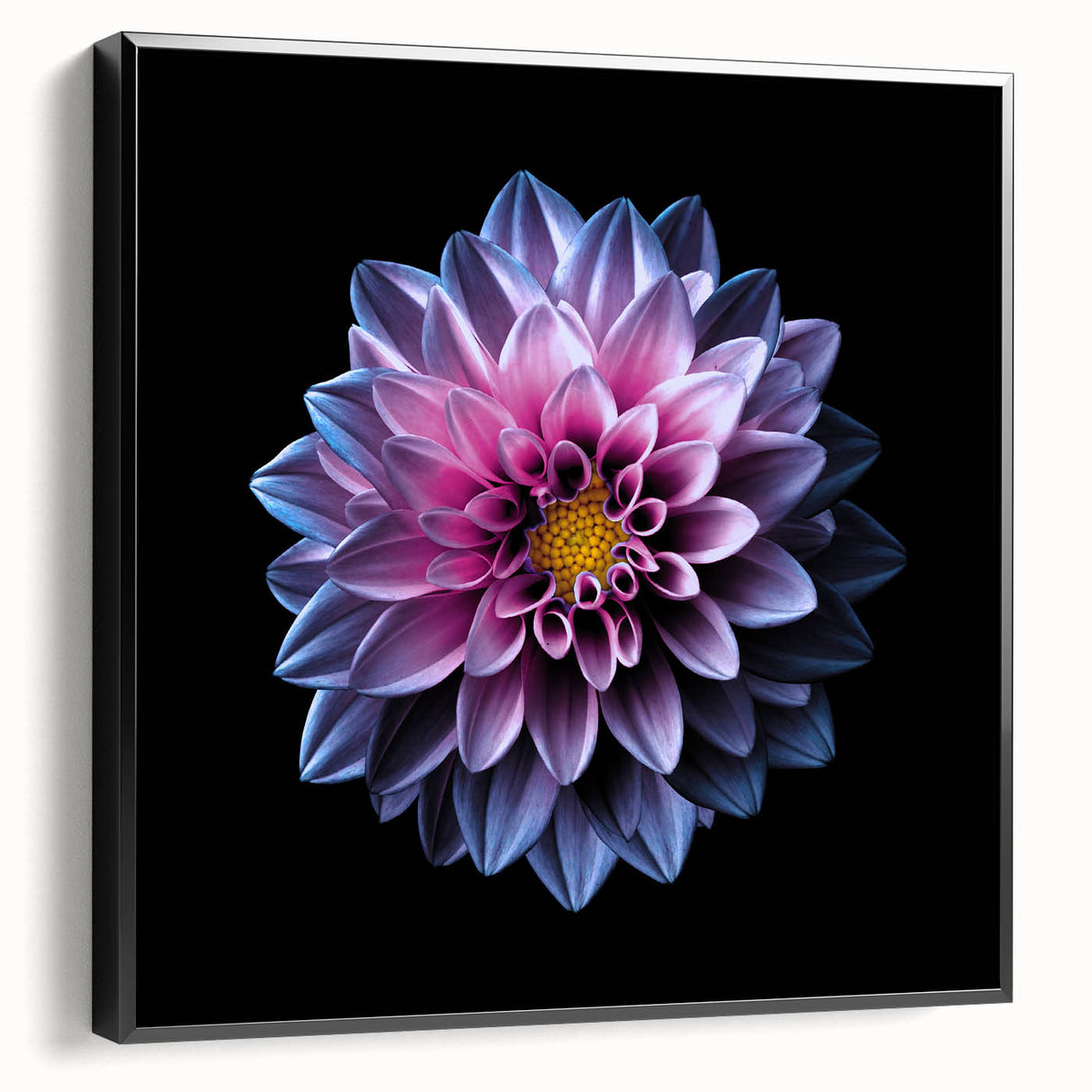 Framed canvas wall art showcasing a botanical dahlia design in rich colors, set against a sleek black background, perfect for modern home decor.