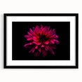 Black-framed wall art showcasing a botanical dahlia design with intricate floral details, set against a white background, perfect for home decor or gifting.