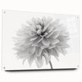 Side view of a botanical dahlia design wall art piece set in acrylic glass, showcasing vibrant colors and fine details, perfect for home decor.