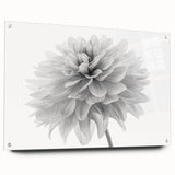 Side view of a botanical dahlia design wall art piece set in acrylic glass, showcasing vibrant colors and fine details, perfect for home decor.