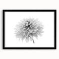 Botanical dahlia wall art collection showcasing a framed print with a black mat, highlighting intricate flower details and vibrant colors, perfect for home decor.