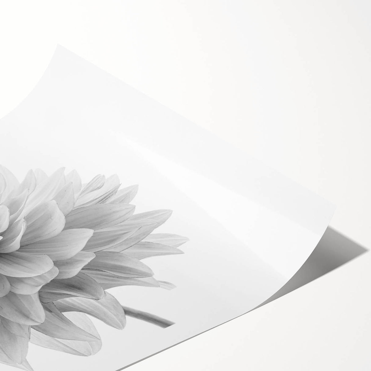 Vibrant dahlia floral wall art print showcasing intricate botanical details in shades of pink and green, rolled and ready for framing or display.