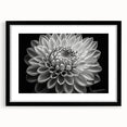 Black-framed botanical wall art featuring vibrant dahlia flowers in a contemporary design, perfect for enhancing modern home decor with a touch of elegance.