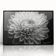 Framed wall art featuring a vibrant botanical dahlia design with intricate floral details in black acrylic frame, ideal for home decor or floral enthusiasts.