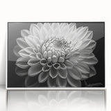 Framed wall art featuring a botanical dahlia design in vibrant colors, showcased in a sleek white frame, perfect for modern home decor and floral enthusiasts.
