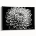 Framed canvas wall art featuring a botanical dahlia design, showcasing vibrant colors with a sleek black frame, perfect for enhancing modern home decor.