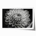 Vibrant botanical wall art print showcasing a stunning dahlia design in rich colors, rolled and ready for framing, perfect for home decor enhancement.