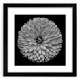 Botanical dahlia wall art collection featuring a black frame and mat, showcasing vibrant flower illustrations ideal for home decor, enhancing any living space aesthetic.