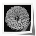 Vibrant botanical dahlia wall art print featuring a colorful floral design on a rolled canvas, ideal for home decor, showcasing intricate petal details and rich hues.