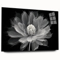 Botanical dahlia wall art collection displayed in acrylic glass, showcasing vibrant colors and intricate floral designs, perfect for home decor.