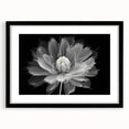Black-framed wall art showcasing a botanical dahlia design, featuring vibrant colors and intricate details, ideal for home decor and floral enthusiasts.