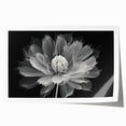Botanical dahlia wall art print showcasing vibrant colors and intricate floral designs, rolled and ready for framing to enhance home décor. Perfect for nature lovers.