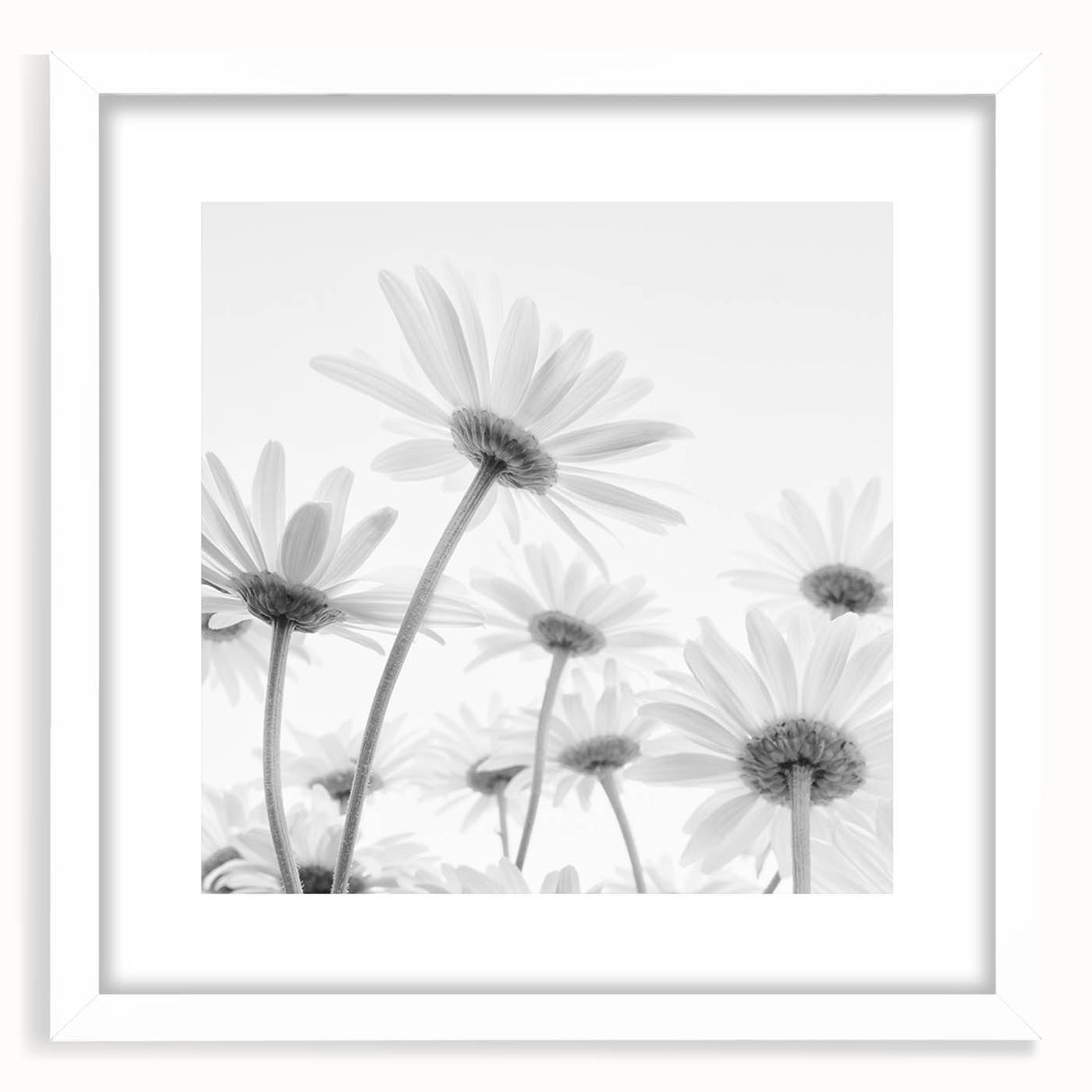 Botanical daisy wall art in a white frame, showcasing intricate floral designs with a mat, perfect for home decor or as a gift for nature lovers.