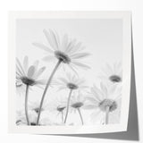 Botanical wall art print featuring a vibrant daisy design in soft pastel colors, rolled and ready for framing, ideal for floral decor enthusiasts.