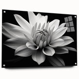 Acrylic wall art featuring a botanical daisy design, showcasing vibrant colors and intricate details, presented in a side view with decorative pins. Ideal for floral decor enthusiasts.