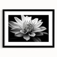 Botanical wall art featuring a delicate daisy design in a black frame with a mat, showcased from a front view, ideal for enhancing home decor and floral themes.