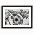 Black-framed wall art featuring a botanical daisy design, showcasing delicate white flowers set against a soft pastel background, ideal for home decor or floral-themed interiors.