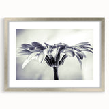 Framed botanical wall art featuring a delicate daisy design, presented in a sleek silver frame with a mat, perfect for enhancing any modern decor.
