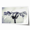 Rolled botanical wall art print showcasing a vibrant daisy design, featuring intricate floral details and bright colors, ideal for home decor enhancement.