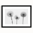 Black-framed botanical wall art featuring a dandelion design, elegantly matted to enhance its intricate details, ideal for home decor or office aesthetics.