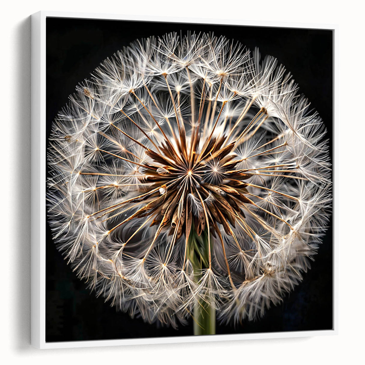 Framed wall art featuring a botanical dandelion design on white canvas, showcasing intricate details of the flowers with a modern aesthetic, ideal for home decor.