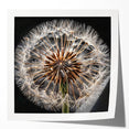 Delicate dandelion botanical wall art print showcasing intricate details and soft colors, rolled and ready for display in a stylish home setting.