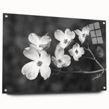Acrylic glass wall art piece showcasing a botanical dogwood design, elegantly framed with pins, featuring vibrant colors and intricate floral details. Perfect for home decor.