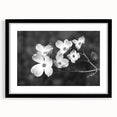 Botanical dogwood design wall art collection featuring a black frame and mat, showcasing delicate floral illustrations in soft pastel colors, perfect for home decor.
