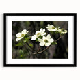 Framed botanical dogwood wall art with a black frame and mat, showcasing delicate flower designs, perfect for enhancing home decor and adding a touch of nature.