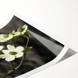 Botanical wall art print showcasing a delicate dogwood flower design against a soft pastel background, rolled for easy display and shipping.