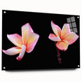 Acrylic glass artwork showcasing a vibrant botanical dogwood design, elegantly displayed with pins on a wall, featuring delicate floral details and a modern aesthetic.