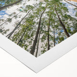 Botanical wall art print showcasing delicate eucalyptus leaves in soft green and beige tones, rolled for easy display, perfect for home decor.