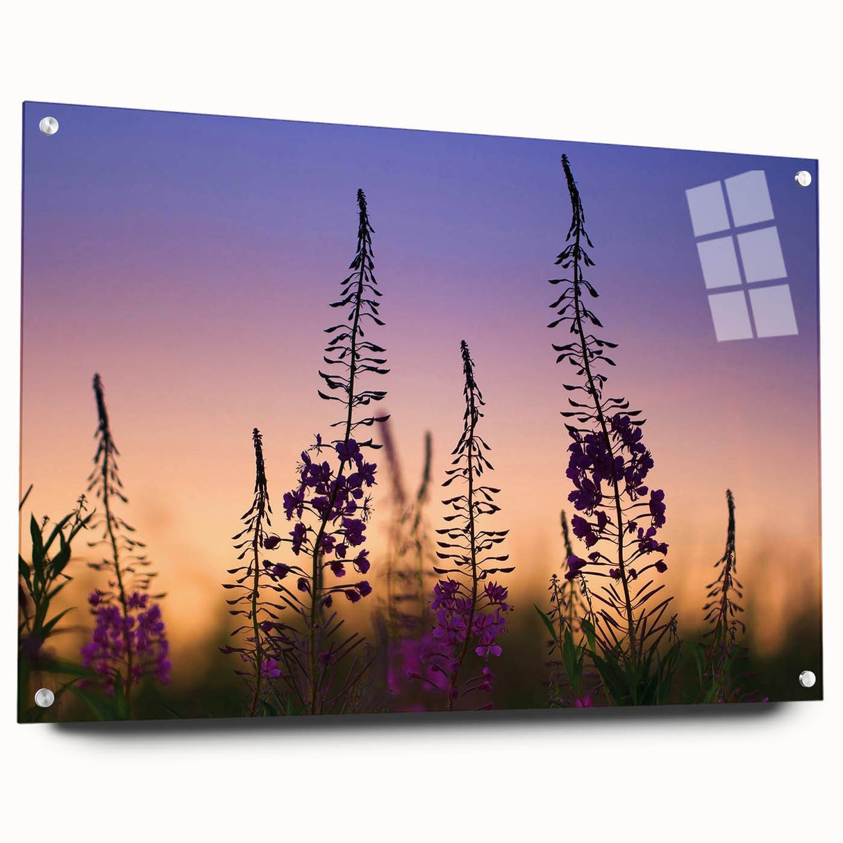 Vibrant botanical wall art featuring a fireweed design, displayed in a sleek acrylic glass frame with visible mounting pins, perfect for home decor.