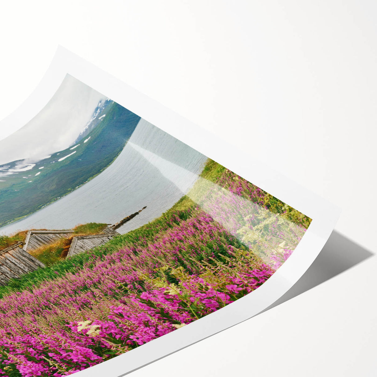 Botanical wall art print showcasing vibrant pink fireweed flowers against a soft green background, rolled and ready for framing, ideal for home decor.