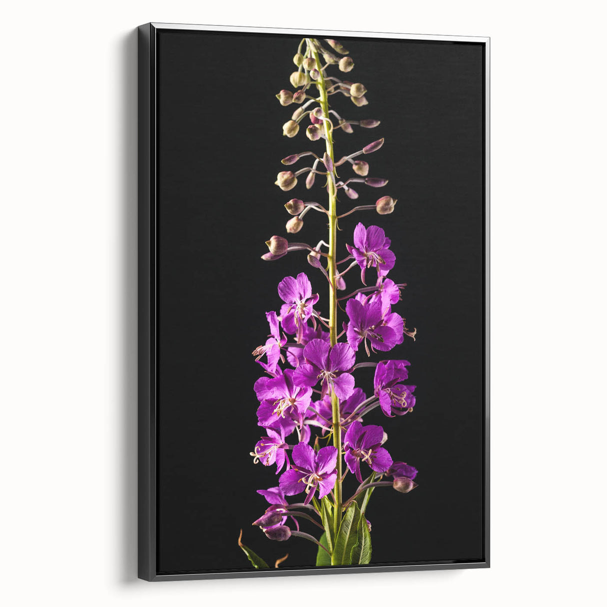 Framed canvas wall art featuring a botanical fireweed design in vibrant colors, displayed from the side against a neutral background, ideal for home decor.
