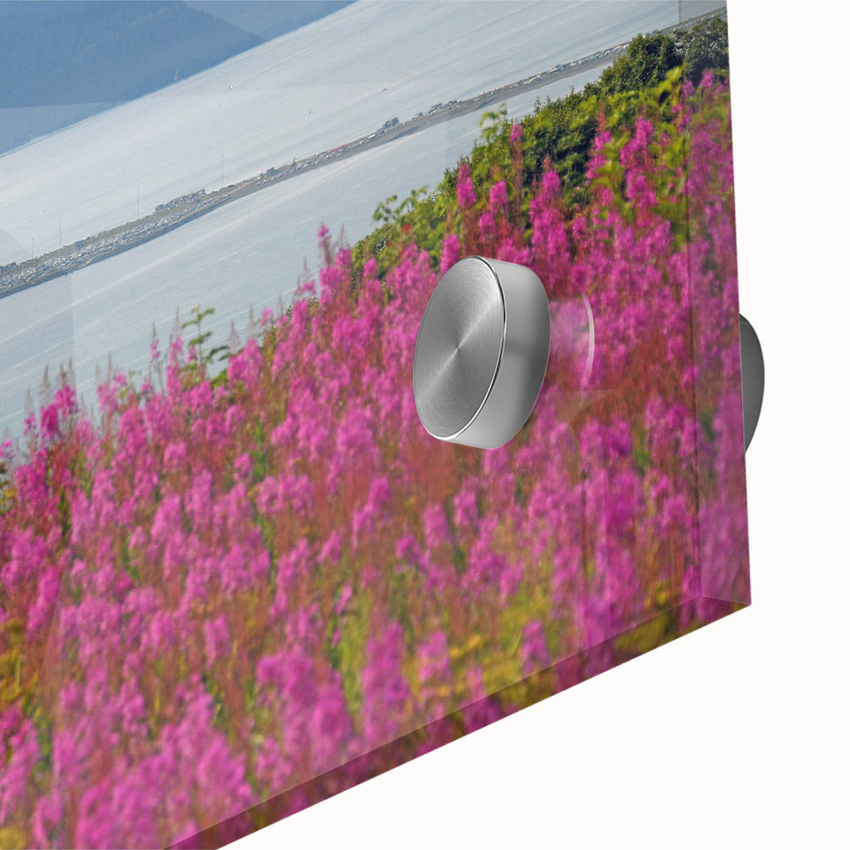 Close-up of a vibrant botanical wall art piece featuring delicate fireweed flowers in a rich color palette, printed on acrylic glass for a modern decor accent. This artwork adds a touch of nature-inspired elegance to any interior space.