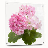 Botanical wall art showcasing a vibrant geranium design printed on acrylic glass, elegantly displayed with pins against a neutral backdrop for a modern decor accent.